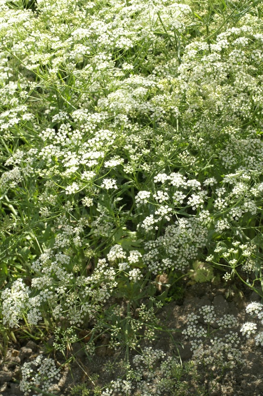 Anis (Pimpinella anisum)