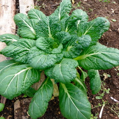 Pak Choi à Tiges Blanches