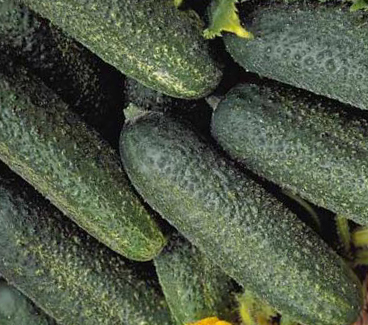 Fin de Meaux, Cornichon (Einlegegurke)