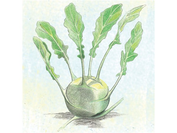 Kohlrabi Superschmelz