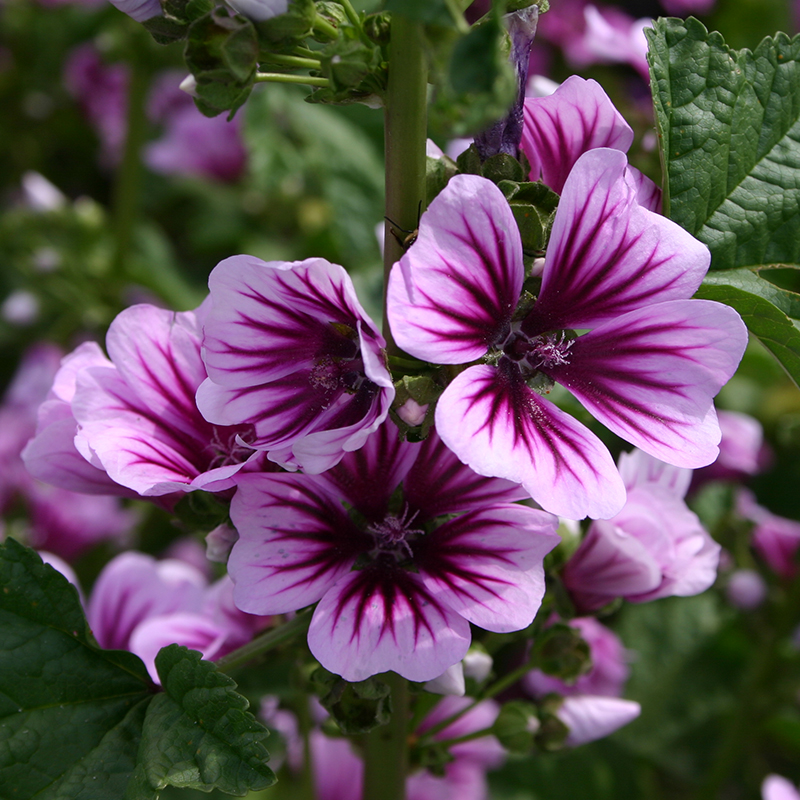 'Malva sylvestris', Großblütige Malve