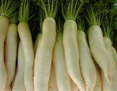 Daikon Rettich-Keimsprossen