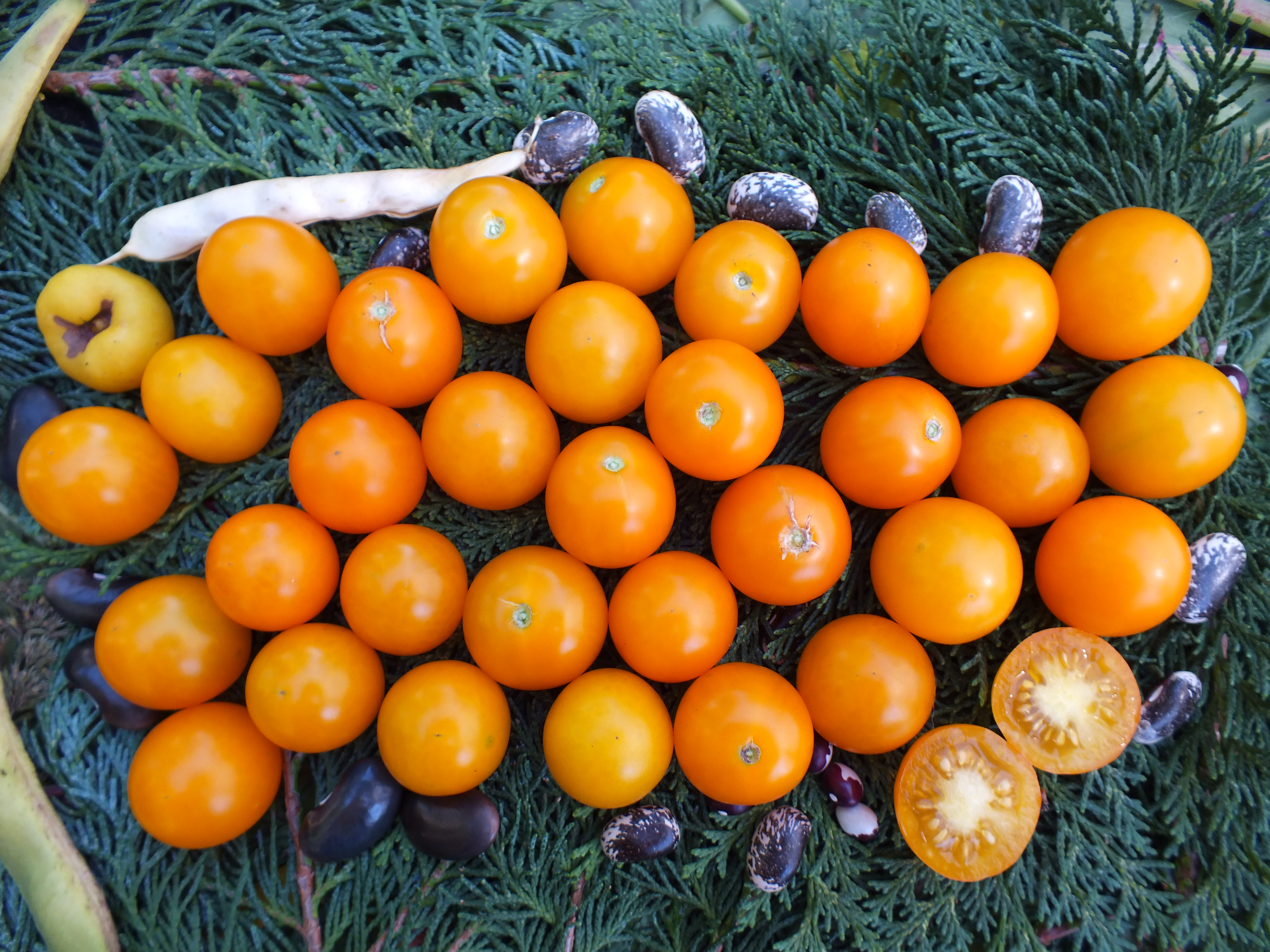 Besonders robuste Wildtomaten 5er Set Angebot