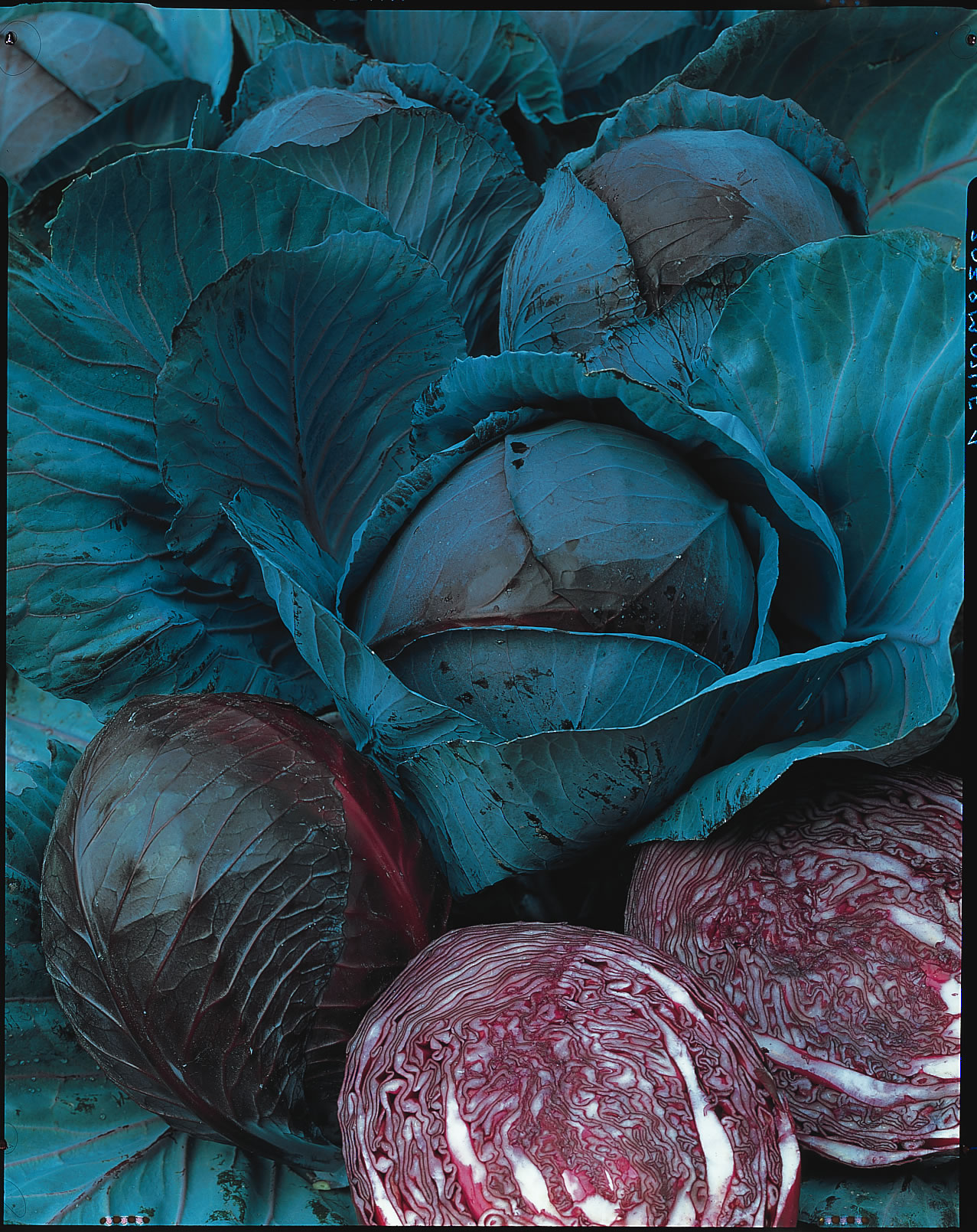 Rotkohl Langedijker Lager