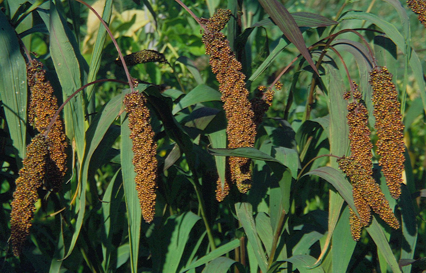Kolbenhirse "Herbstfeuer"