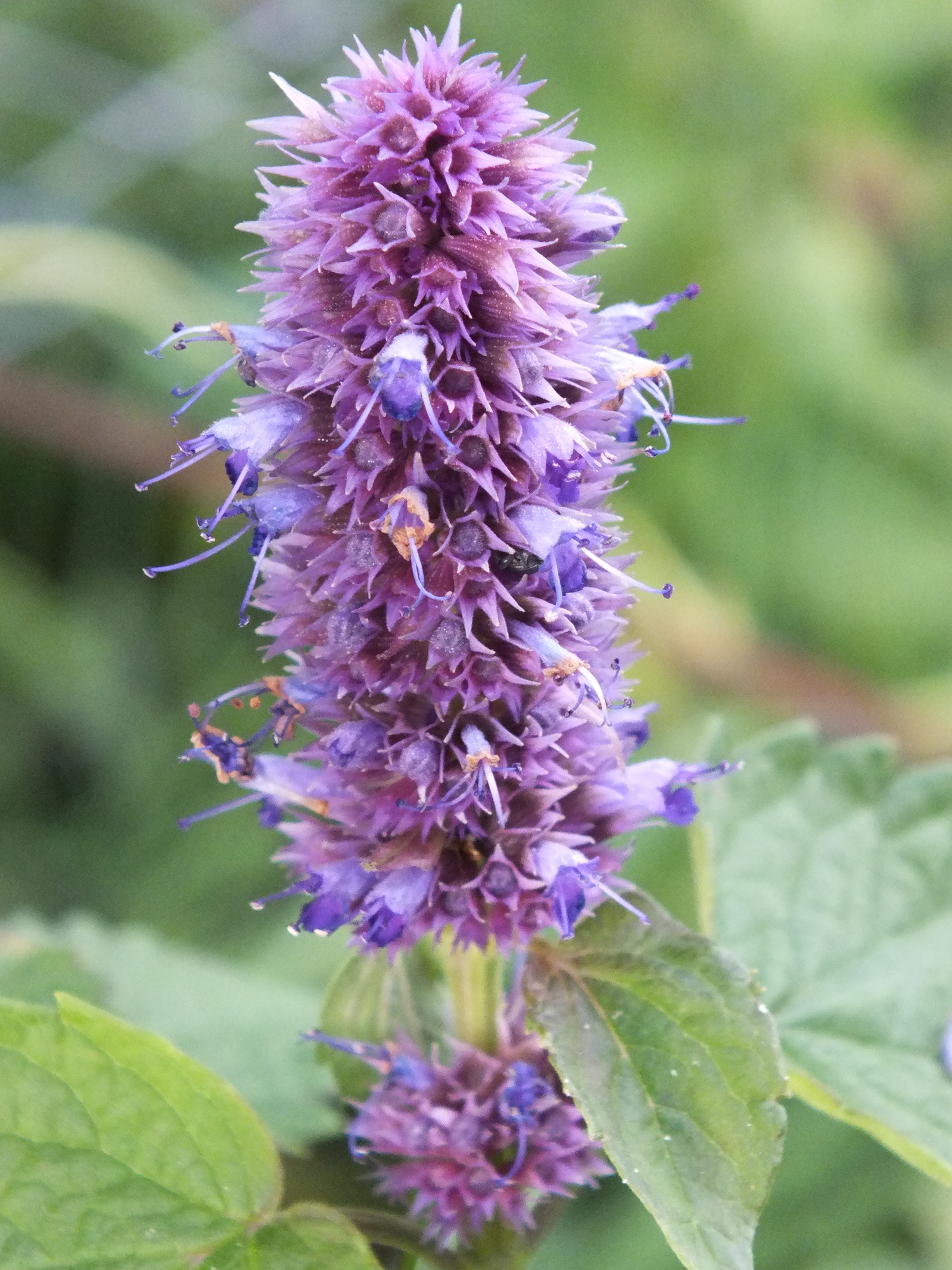Agastache foeninuculum