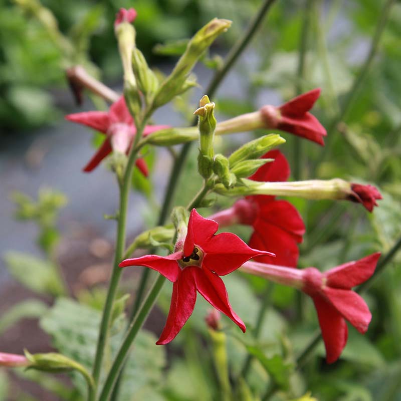 'Nicotiana alata', Ziertabak