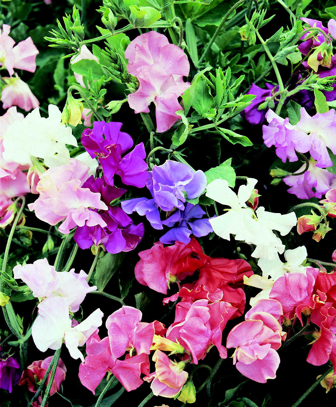 Duftwicken-Mischung  Special Crown Mix