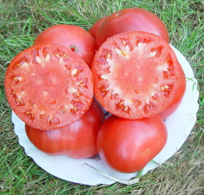 Gregori Altai Ochsenherztomate / Fleischtomate