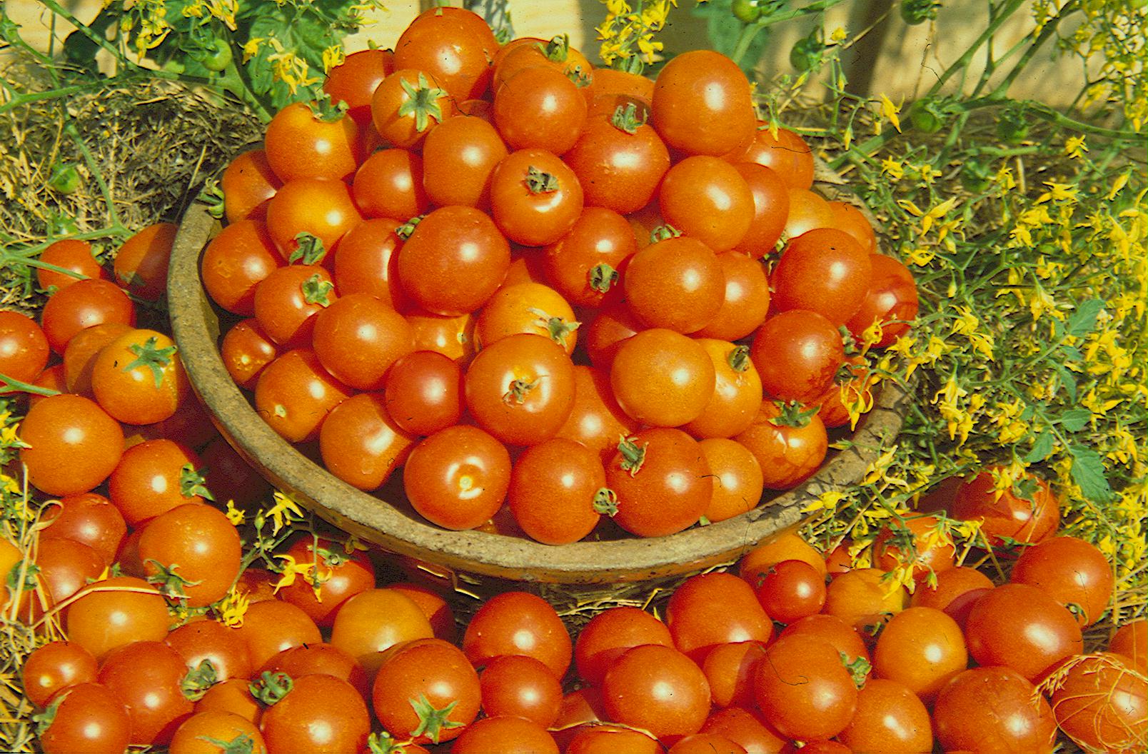 5 Balkontomaten und 1 Basilikum (Set) Angebot