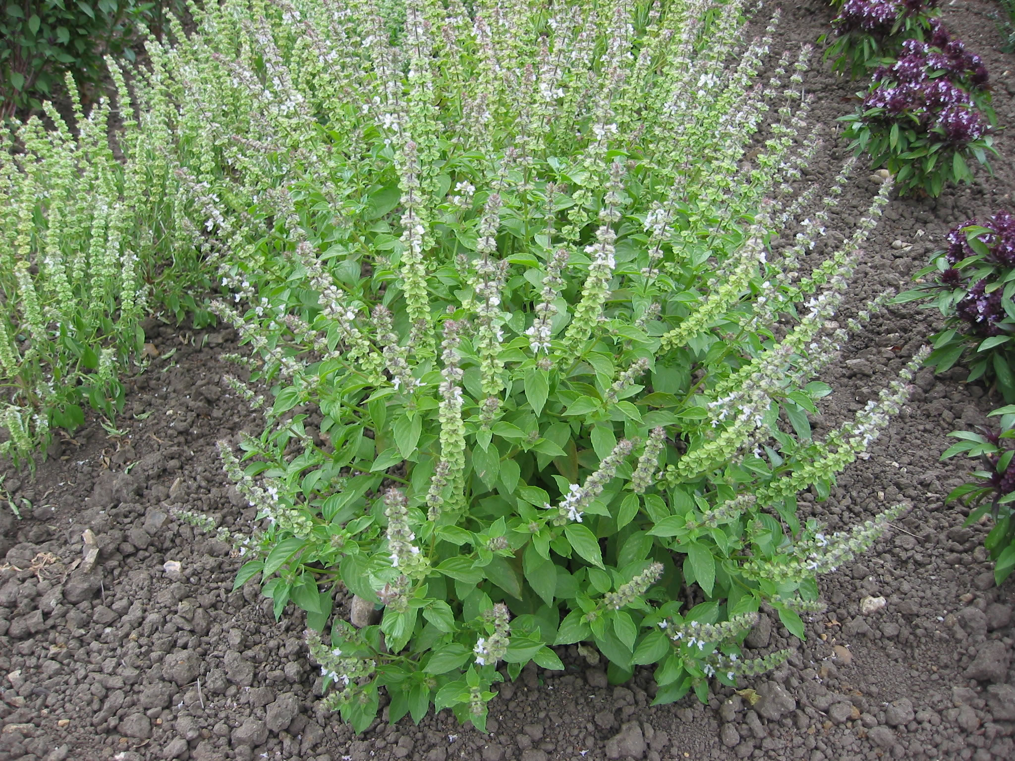 Lemon-Basilikum (Ocimum citriodorum)