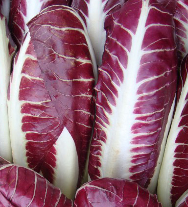 Treviso, Radicchio-Reduziert