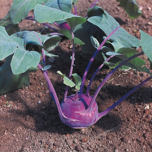 Kohlrabi Azur Star