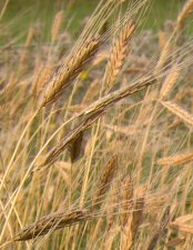 Einkorn (Ur-Getreide)