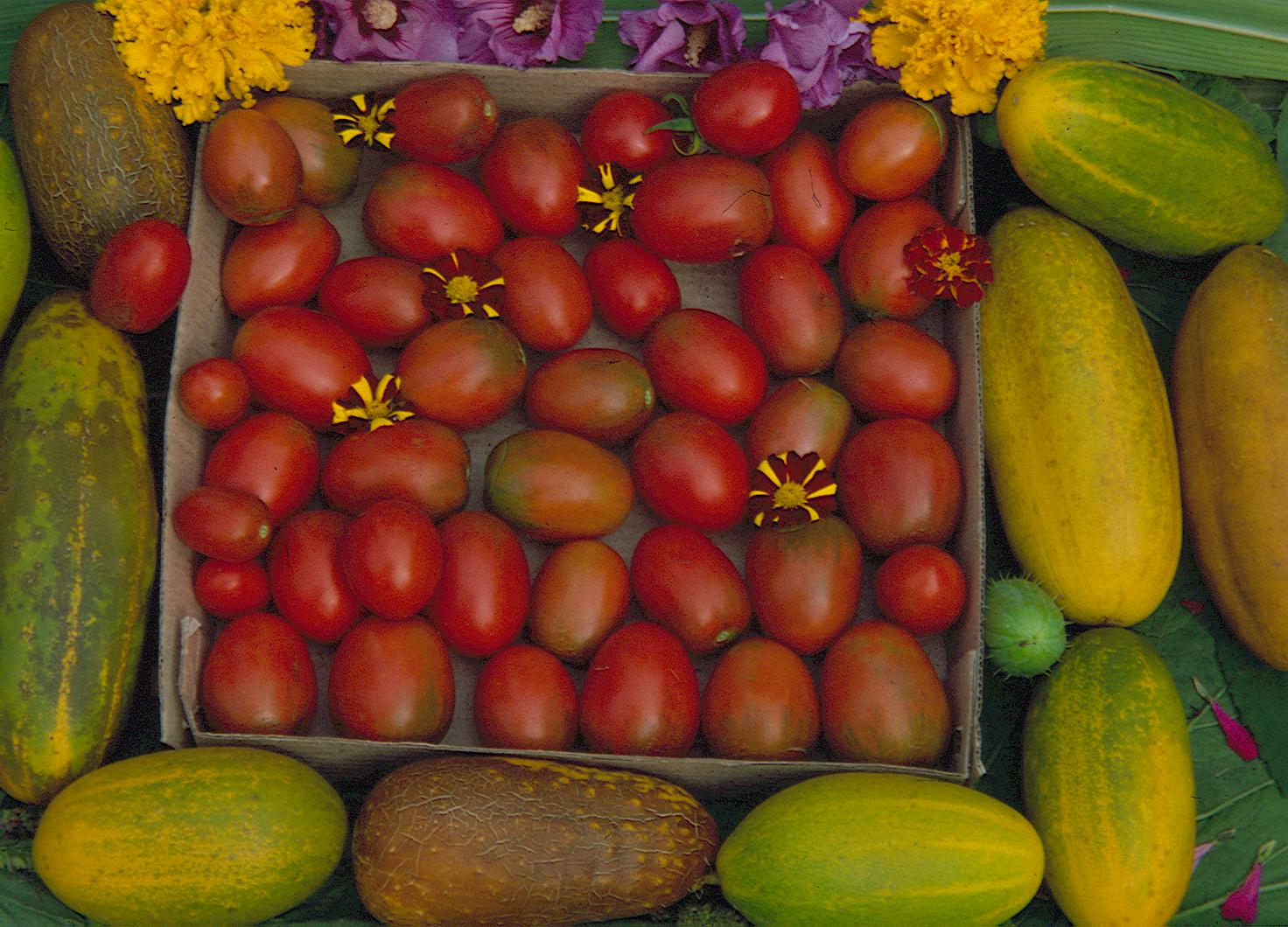 7-er Set Robuste Freilandtomaten Angebot