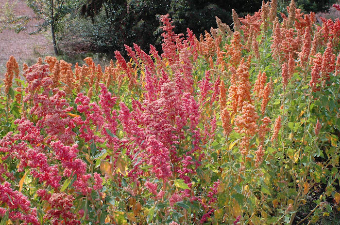 Quinoa Brightest Brilliant Rainbow
