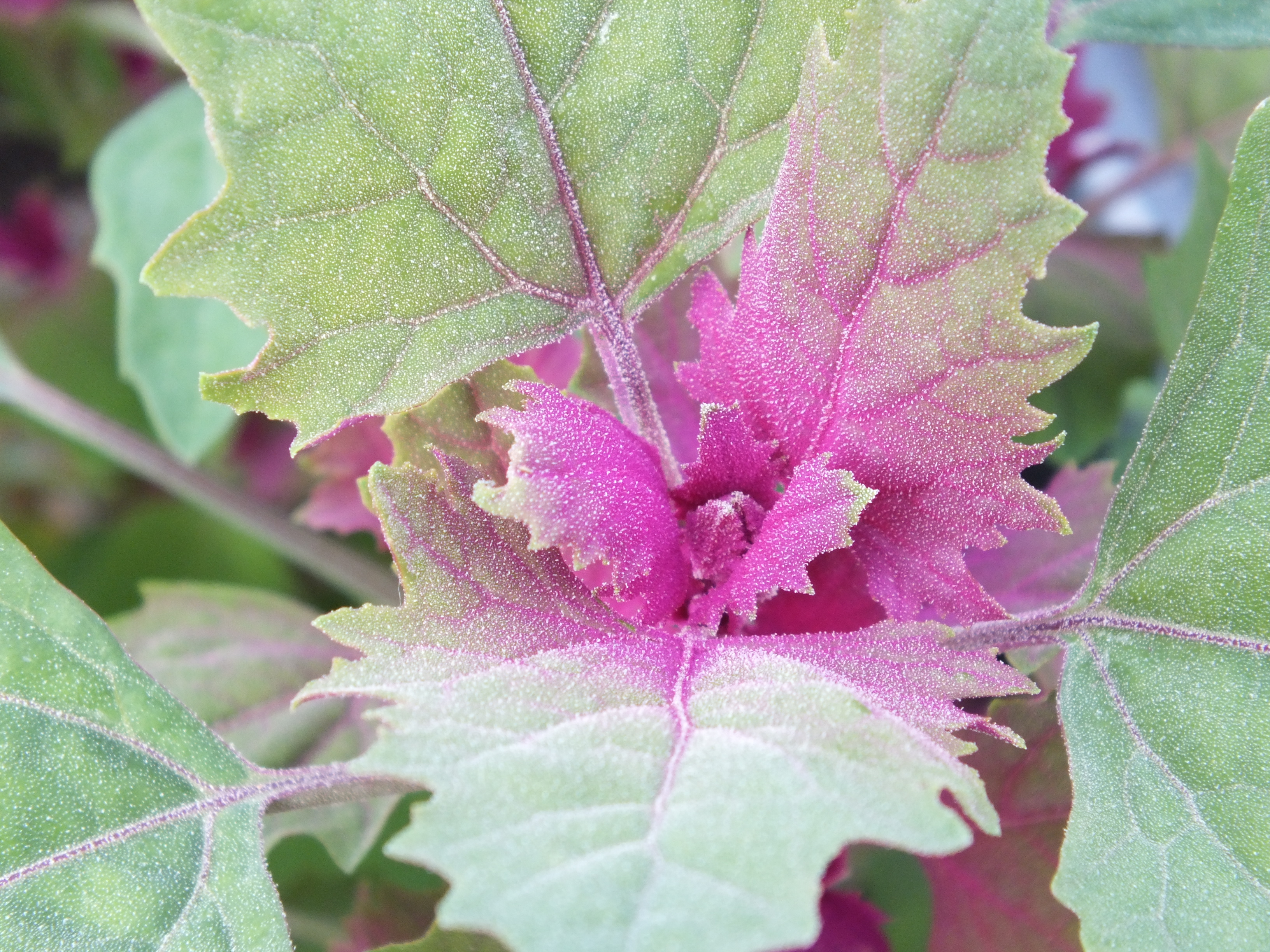 Baumspinat ´Magentaspreen`