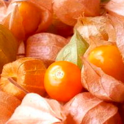 Physalis peruviana