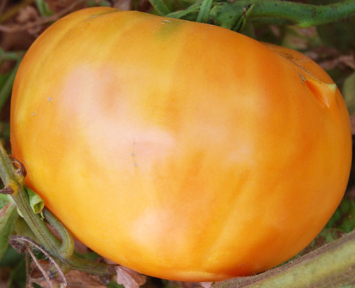 Hawaian Pineapple Ananastomate (Ochsenherztomate)