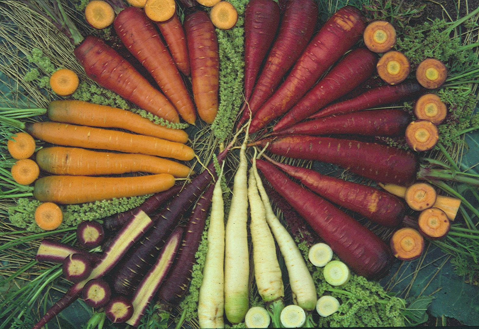 Mischung bunter Möhren
