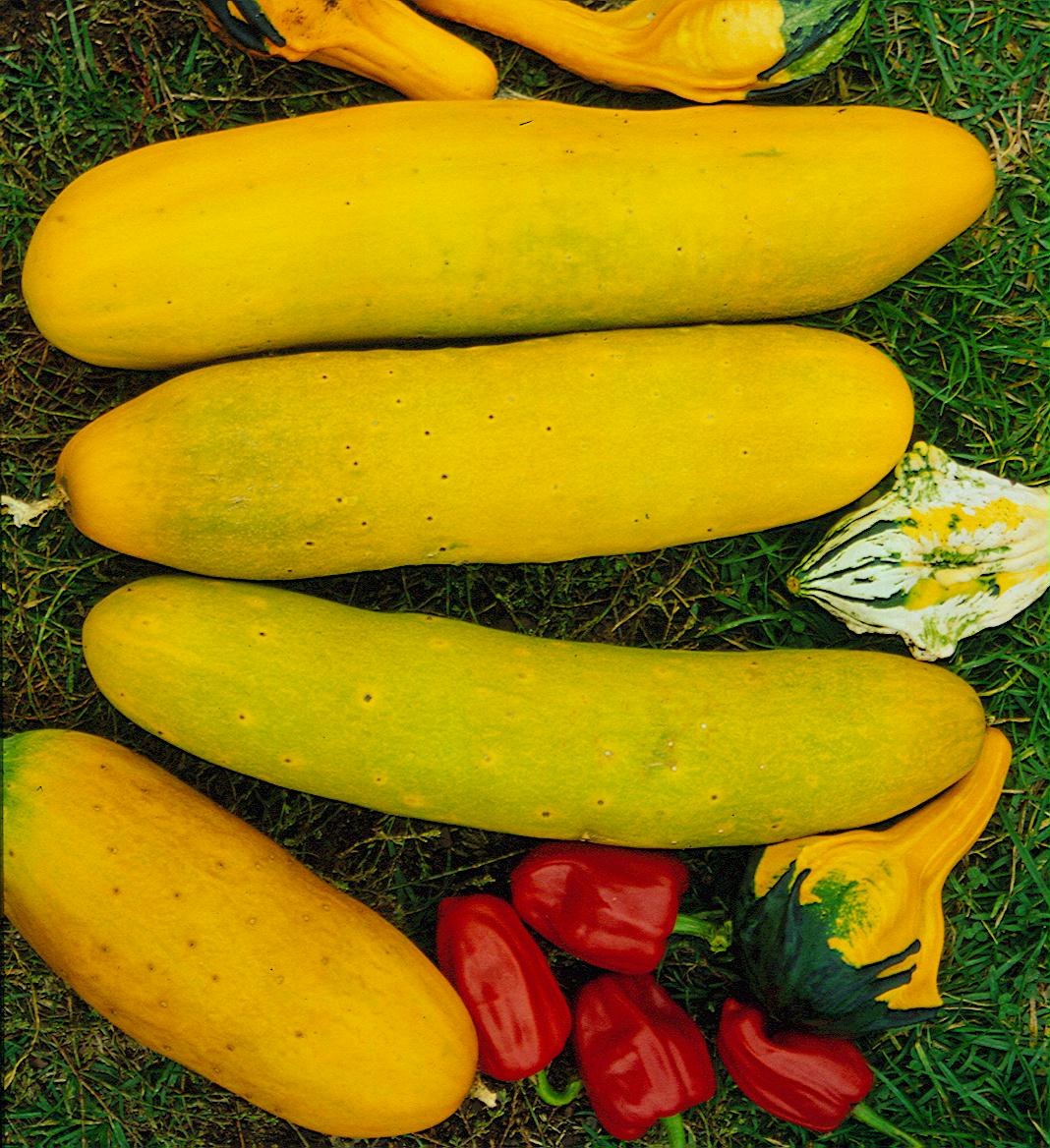 Dickfleischige gelbe Senfgurke