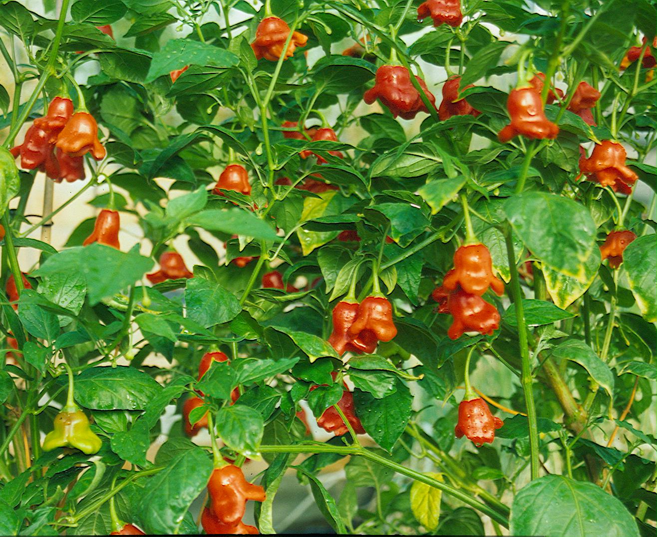 Tulpenpaprika Glockenchili