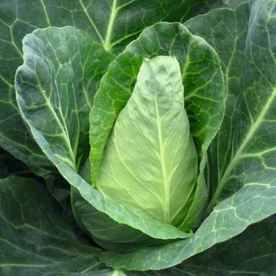 Spitzkohl Pointu de Chateaurenard