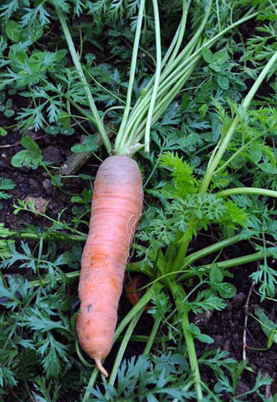 Colmar Rotes Herz, Lagerkarotte