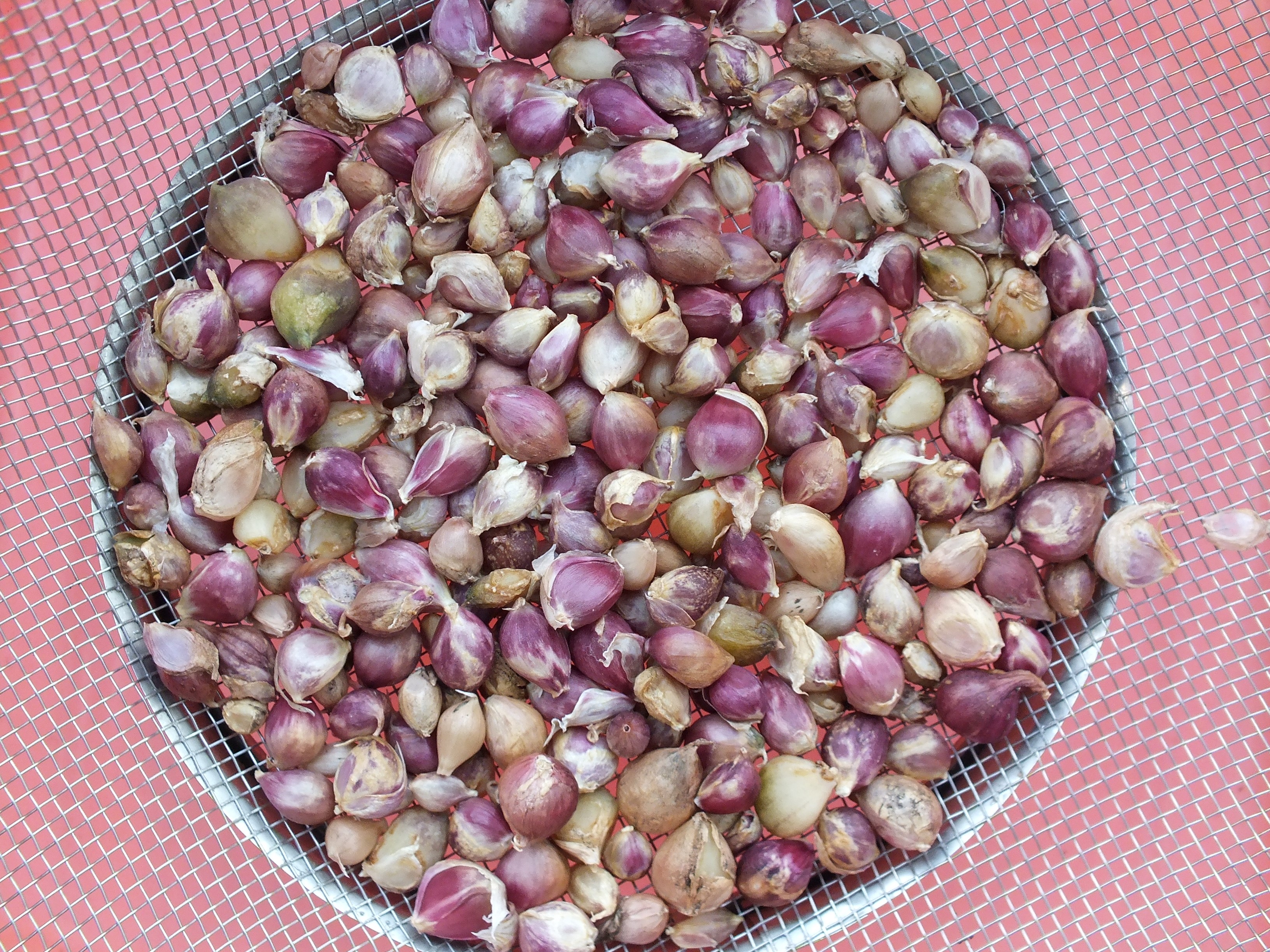 Knoblauch-Brutzwiebelchen-Solent