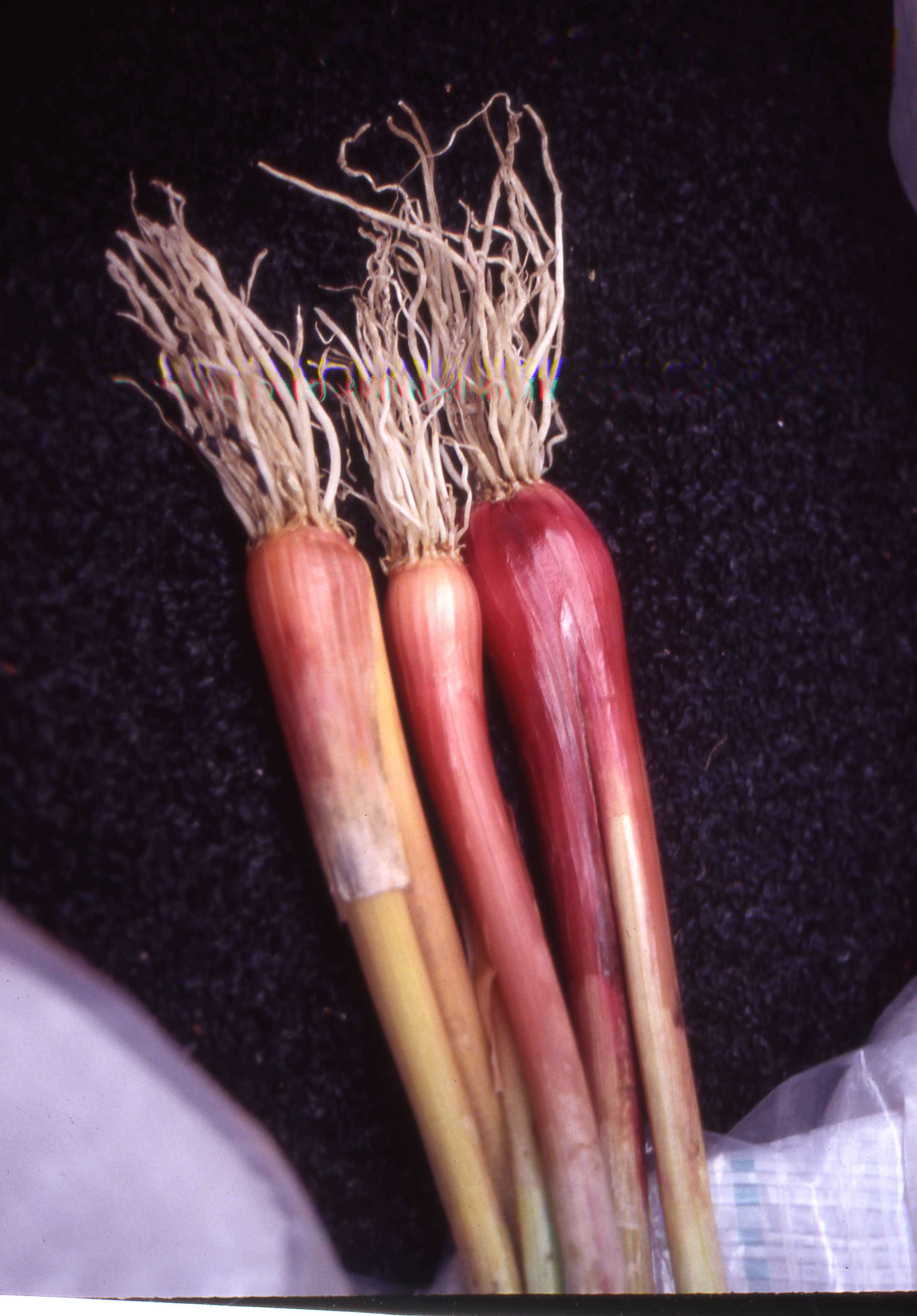 Rote Winterheckenzwiebel