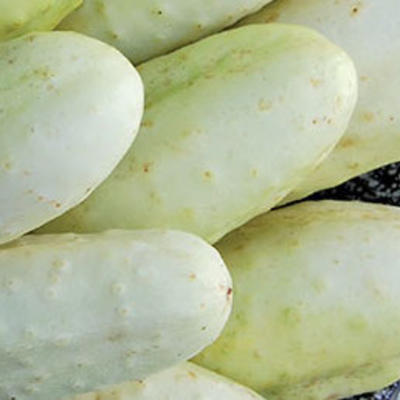 Kleine Weiße aus Paris, Einlegegurke