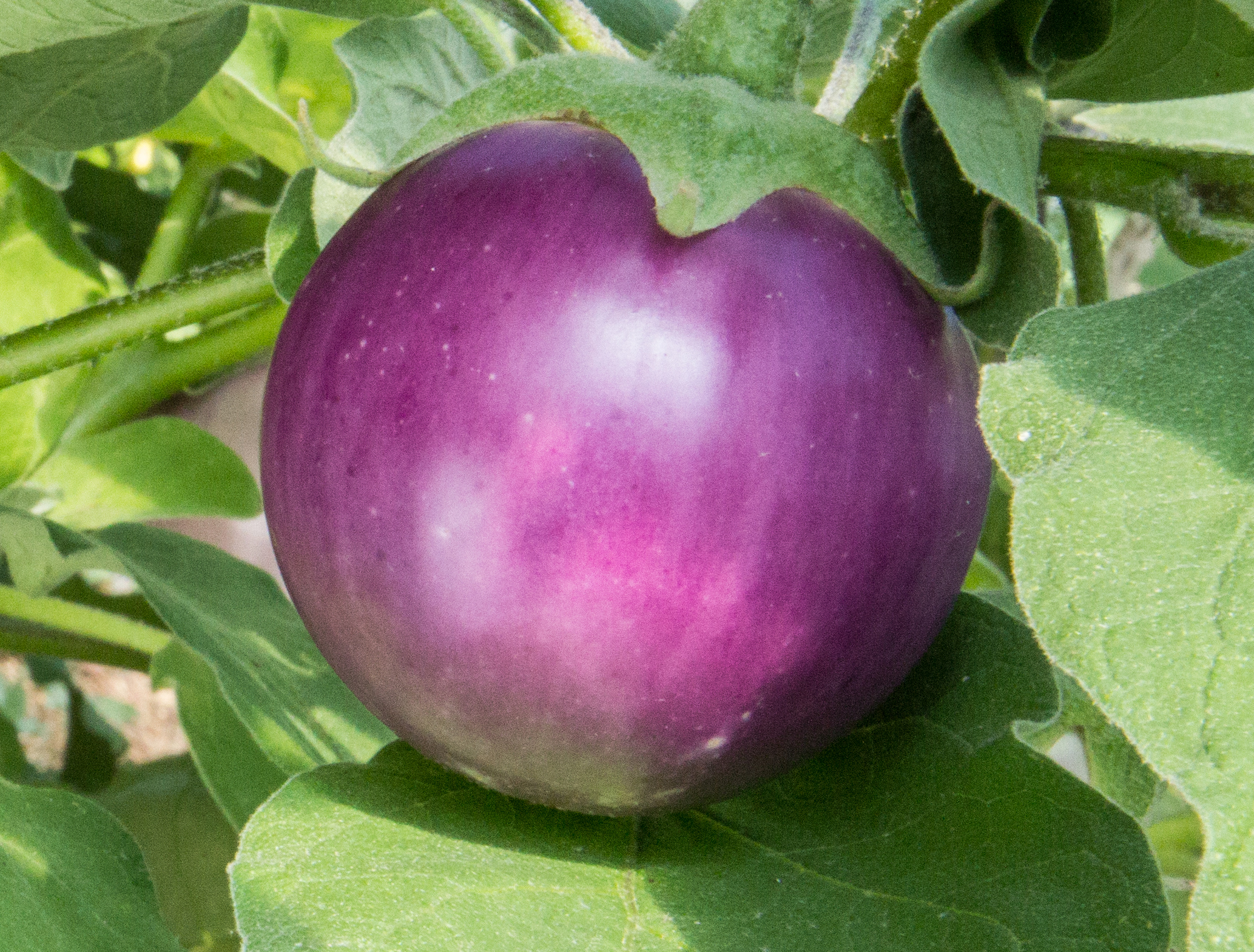 'Lao Lavender', Aubergine