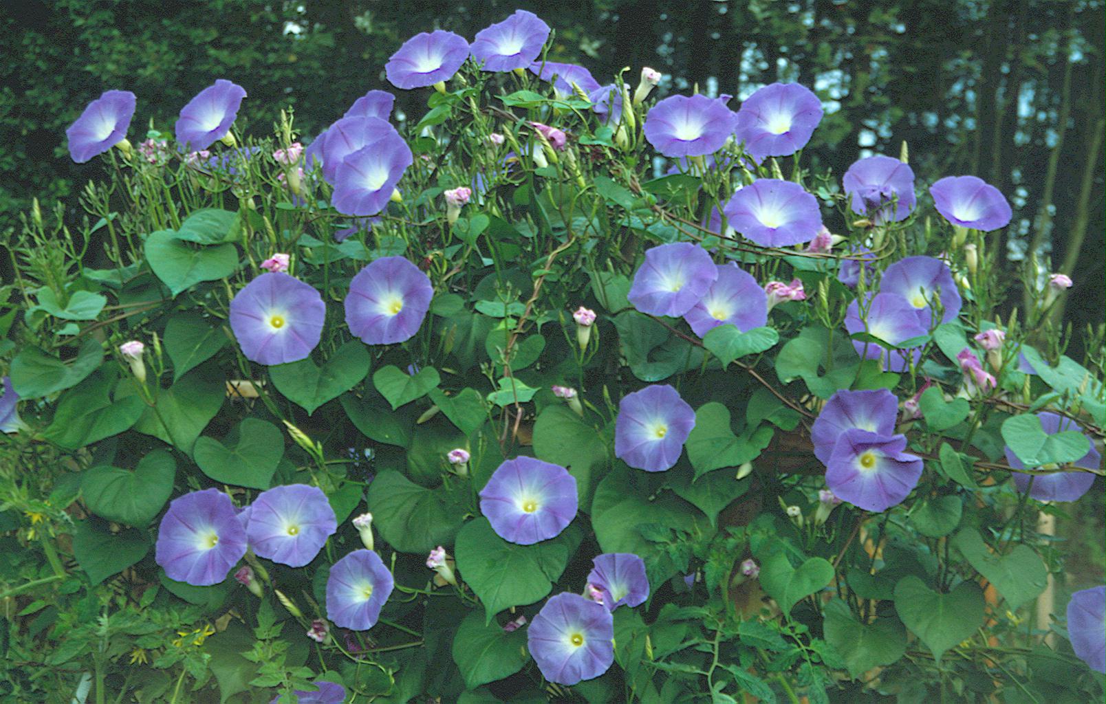 Blaue Trichterwinde "Heavenly Blue" (Ipomea tricolor)