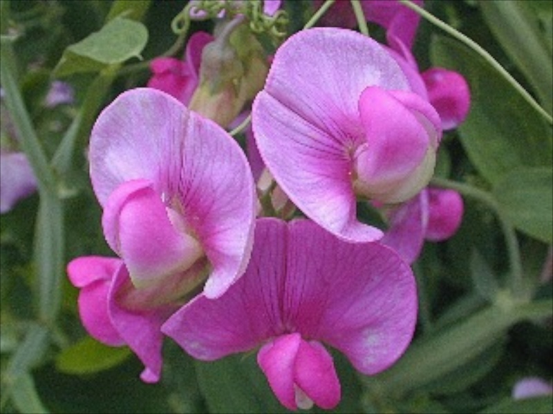 Everlasting (Lathyrus Latifolius) mehrjährig