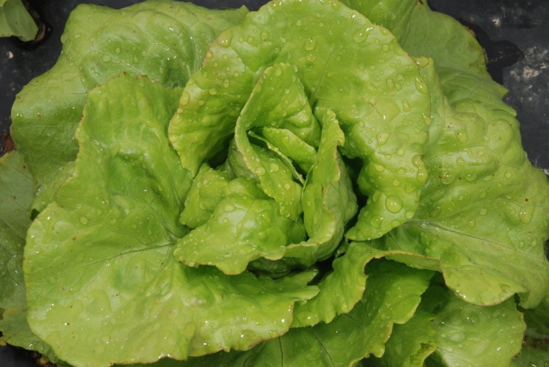 Bon Jardiinier (Gärtnerfreude) Kopfsalat früh