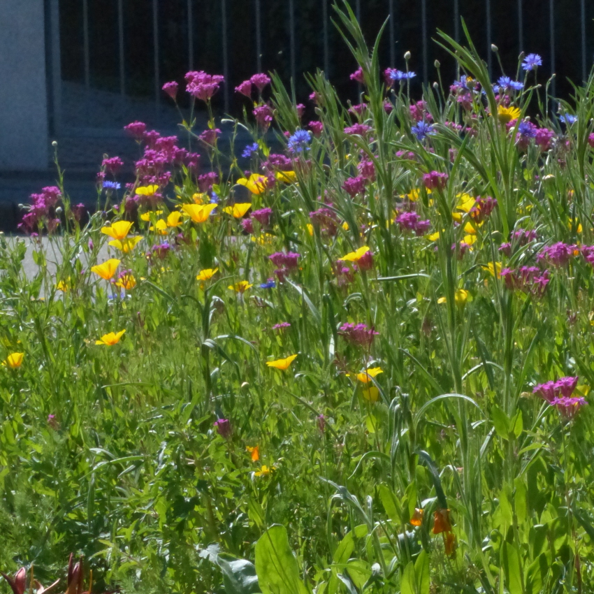 FLORIANE I Einjährige Sommerblumen