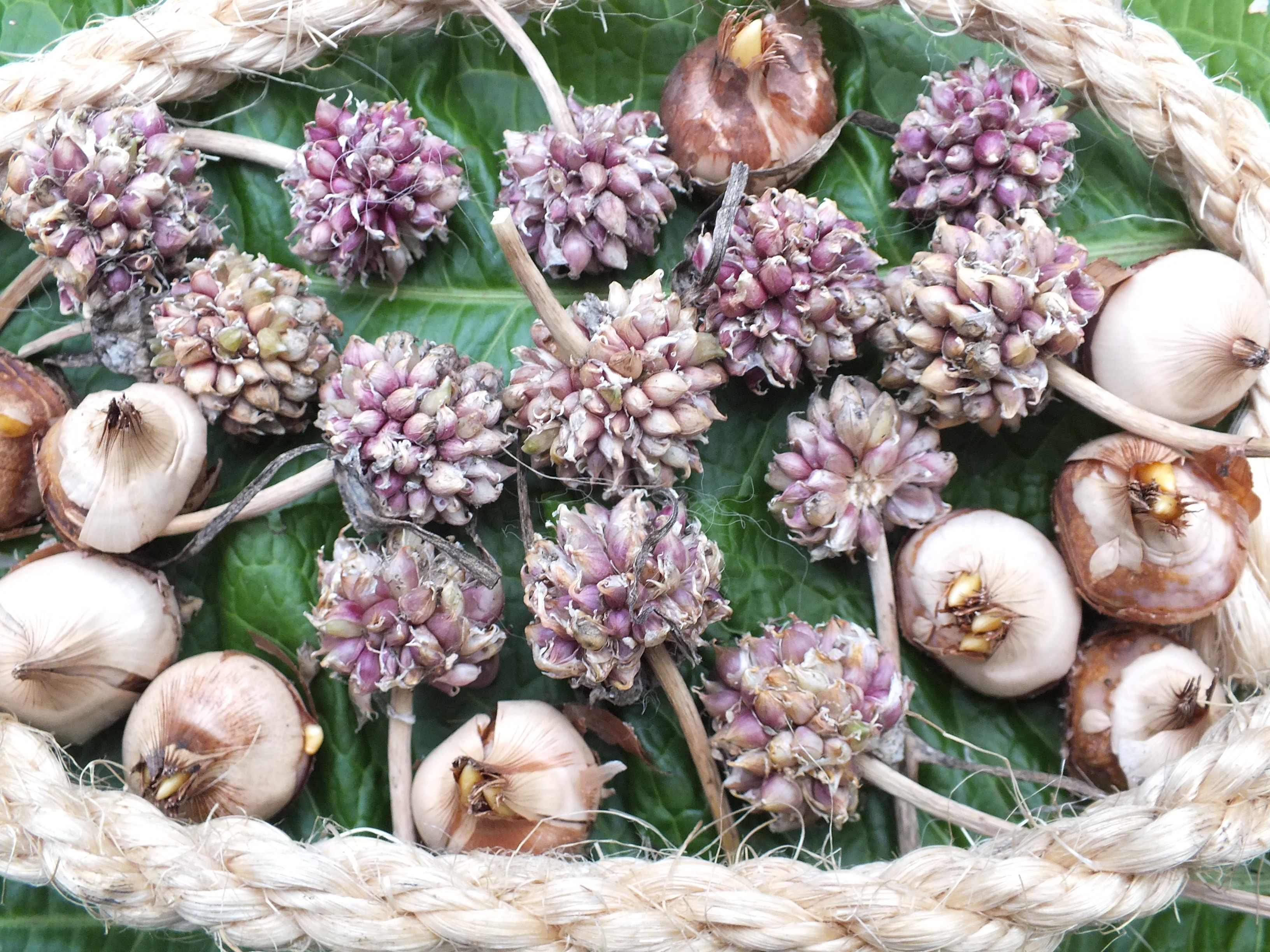 Knoblauch-Brutzwiebelchen Mix alter Sorten