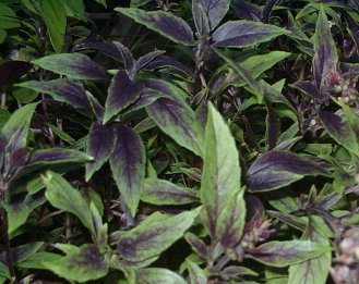 Neu-Guinea Basilikum