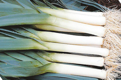 Blauer Winter, Lauch