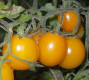 Galina Kirschtomate, robust