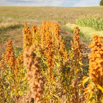 Quinoa French Vanilla