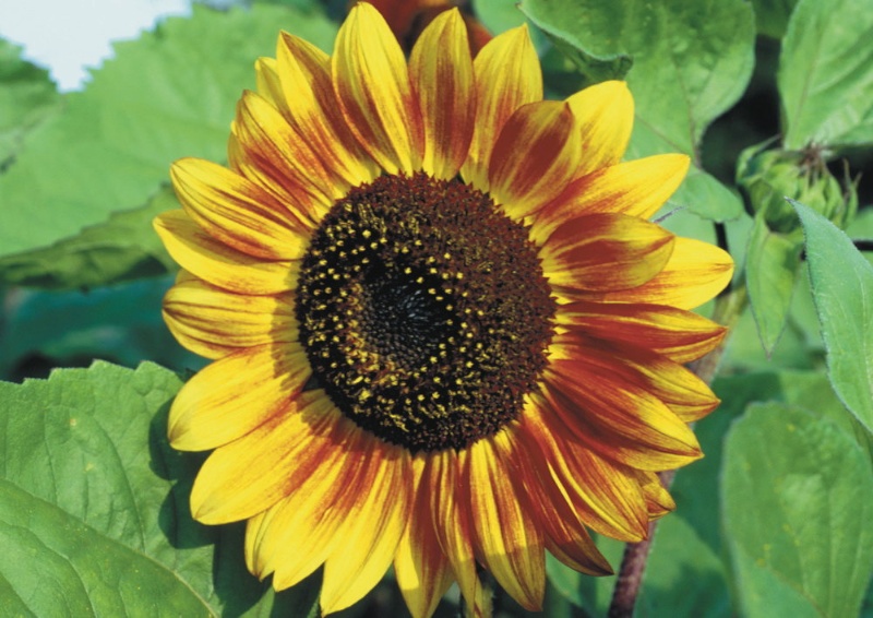 Sonnenblume Herbstschönheit