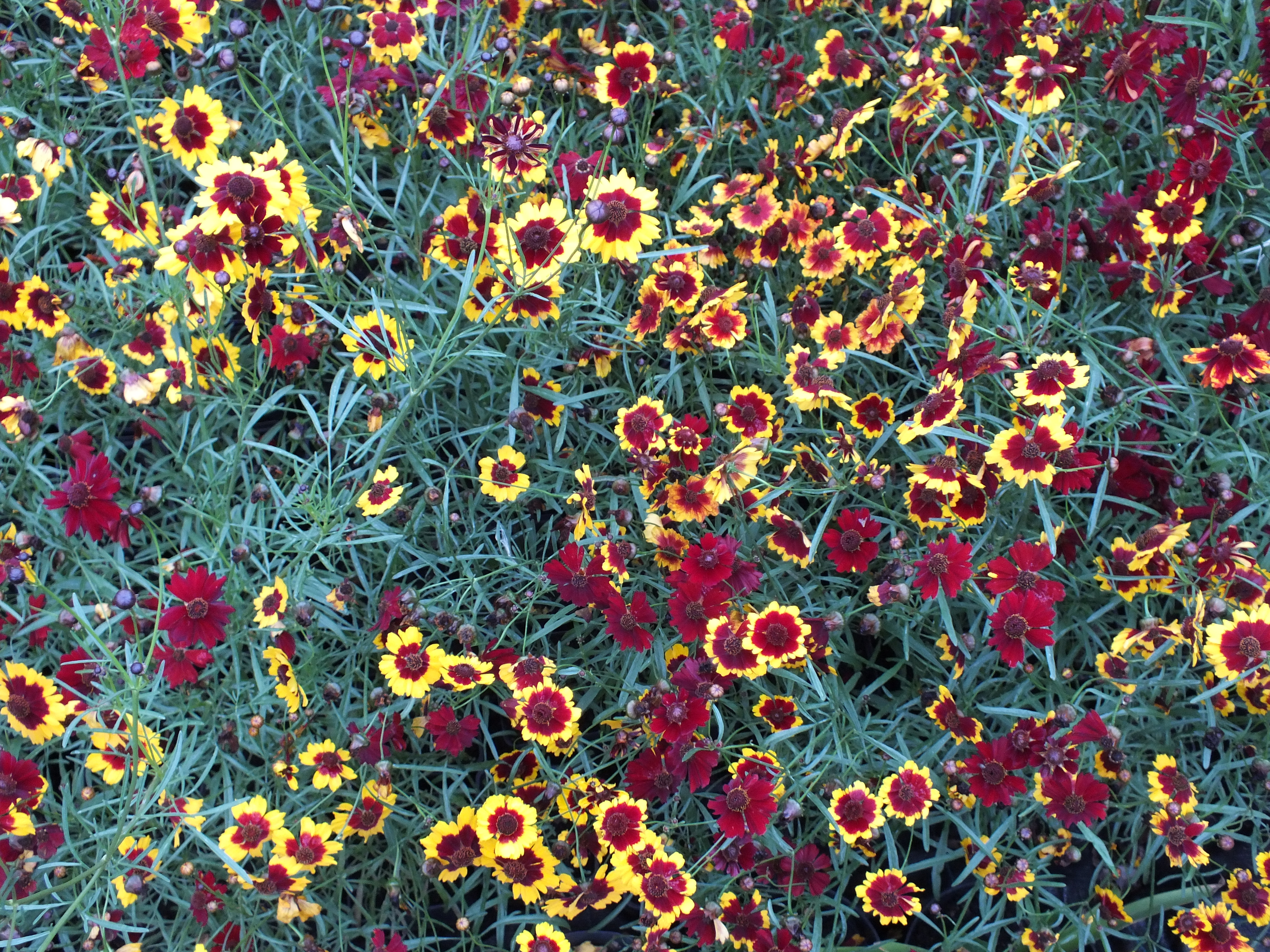 Schöngesicht-Coreopsis tinctoria reduziert