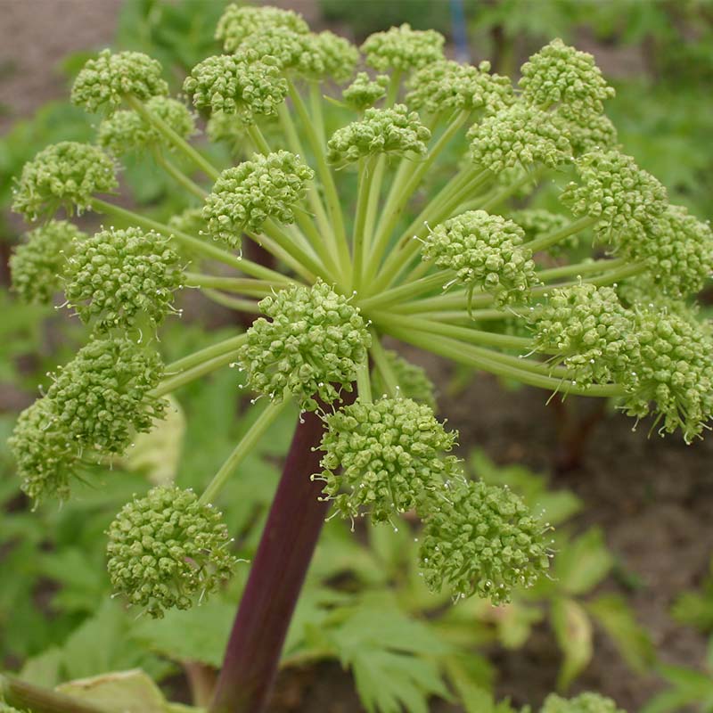 Archangelica archangelica 'Echte Engelwurz'
