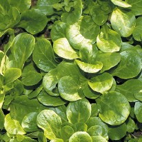 Coquille de Louviers, Feldsalat