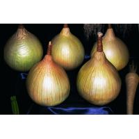 Alisa Craig, Zwiebel