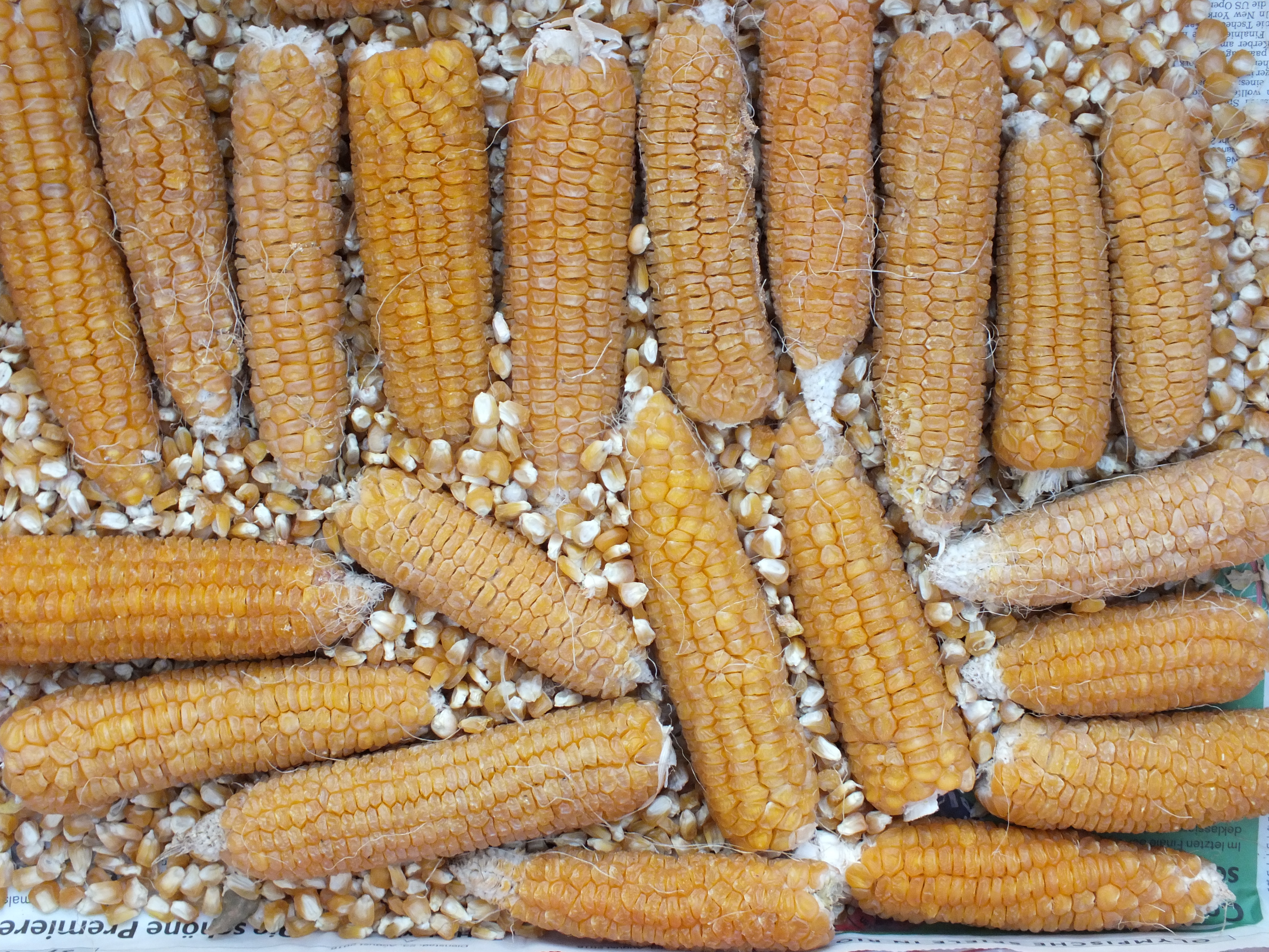 Gelber, früher Zuckermais 'Fisher's Earliest'