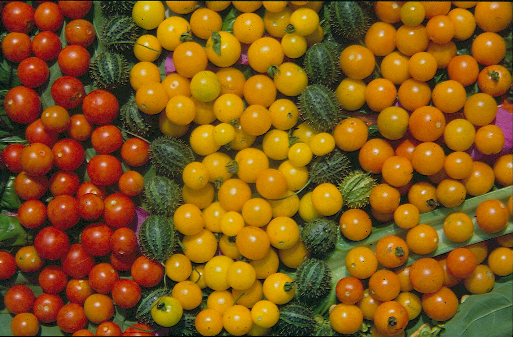 Bolivianische Obsttomate' Wildform