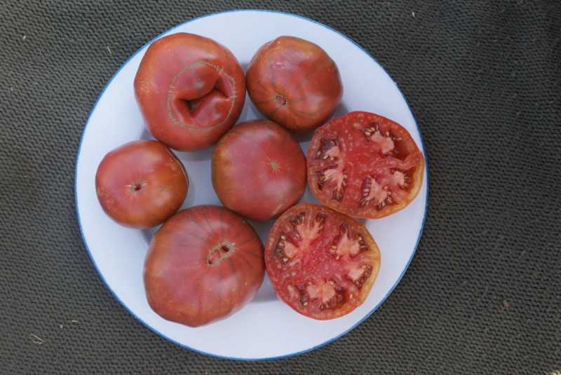 Blaue Tomate (Fleischtomate)