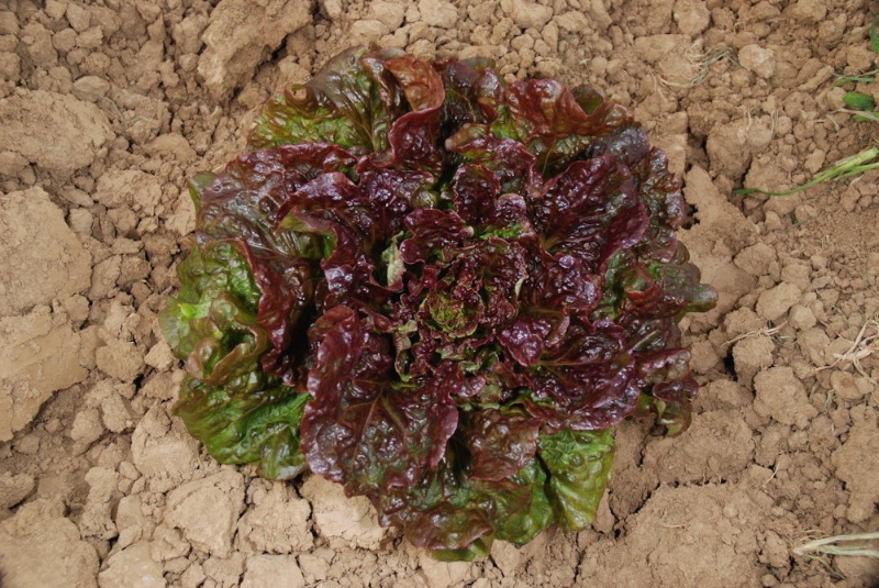 Bataviasalat Rouge Grenobloise